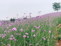-大塘金香草谷