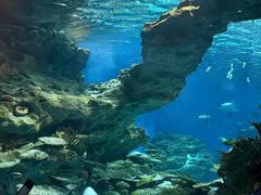 -海合安武汉极地海洋公园