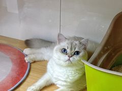 -青奢宠物·青奢猫舍