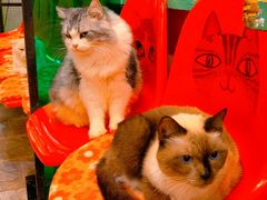 -猫咪博物馆(顶澳仔猫街店)