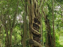 -中国科学院西双版纳热带植物园