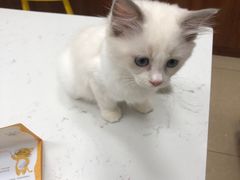 -lincat·猫舍(广州店)