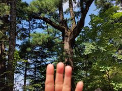 -五营红松林海景区