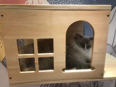 -滚猫咖啡·猫咖·猫友好撸猫(未来城店)