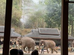 -野象谷景区