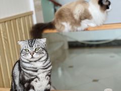-Catmate·猫肥家润(金润铂宫店)