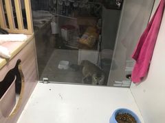 -李小姐の猫咖啡馆(五角场店)