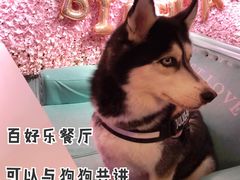 -百好乐宠物友好餐厅(朝外大街店)