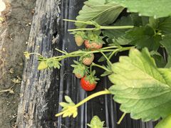 -喜杨洋草莓采摘园