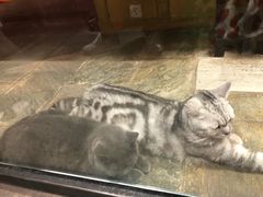 -猫咪博物馆(顶澳仔猫街店)
