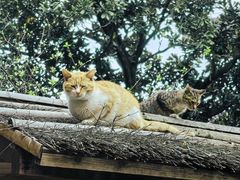 -龙华寺