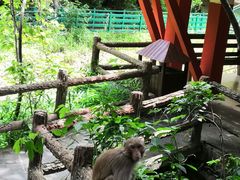 -西双版纳原始森林公园