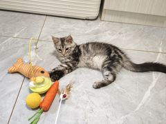 -瑞鹏宠物医院·骨科·猫科·内科(第一中心)