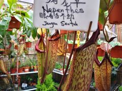 -金马仑薰衣草花园(Cameron Lavender)