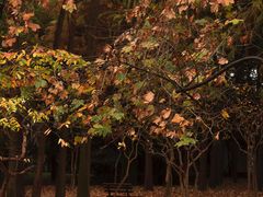 -上海共青森林公园