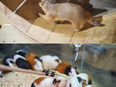 -正佳雨林生态植物园