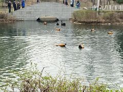 -长白岛森林公园
