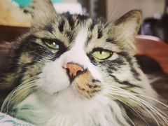-纳吉亚猫专科动物诊疗中心(蒋宅口分院)