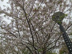 -高东镇樱花园