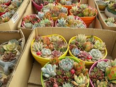 -龙大花卉苗木市场