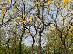 -白鹭湾湿地公园