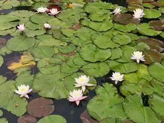 -西湖外事游船(花港观鱼码头)