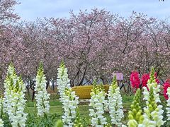 -天适樱花悠乐园