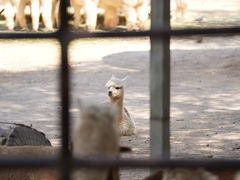 -青藏高原野生动物园