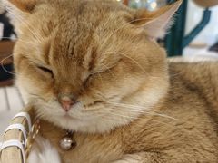 -共舞时光猫咖·狗咖(新街口店)
