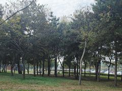 -洨河生态公园