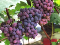 -马陆小张葡萄园农家乐