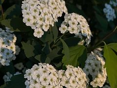 -春色如许·茶食餐厅(桃李春风店)