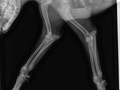 -严国平动物医院(德政总院)