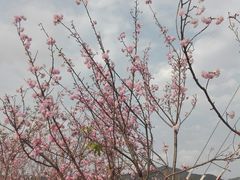 -天适樱花悠乐园