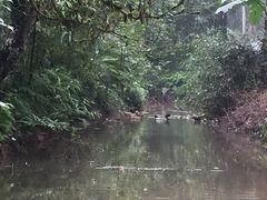 -芦沟竹海