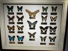 -上海昆虫博物馆