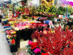 -曲阳花鸟市场(曲阳路店)