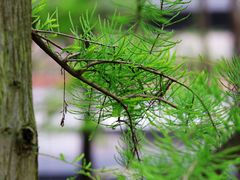 -银湖山郊野公园-相思林