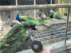 -苏州太湖西山岛开心农场