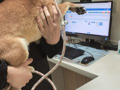 -全心全意连锁动物医院·微创中心·内科急重症·心脏专科(丰管路店)