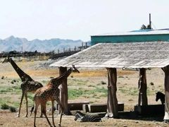 -新疆天山野生动物园