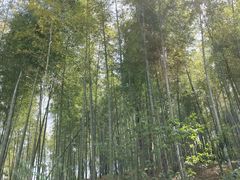 -宁波浙东大竹海景区