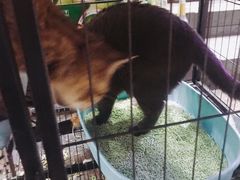 -陈老斯呼尔嗨吃烧烤(科巷店)