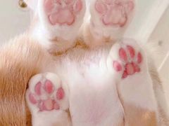 -屋虎猫馆(宝安大仟里店)