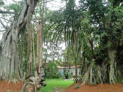 -瑞丽独树成林风景区