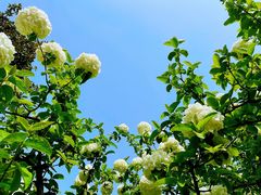 -白塘生态植物园