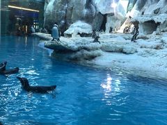 -帝企鹅自助餐厅•儿童岛•真企鹅(长隆企鹅酒店)