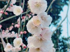 -顾村公园