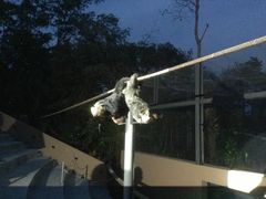 -清迈夜间动物园