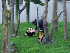 -卧龙中华大熊猫苑神树坪基地